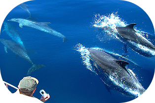 Dolphin Watching